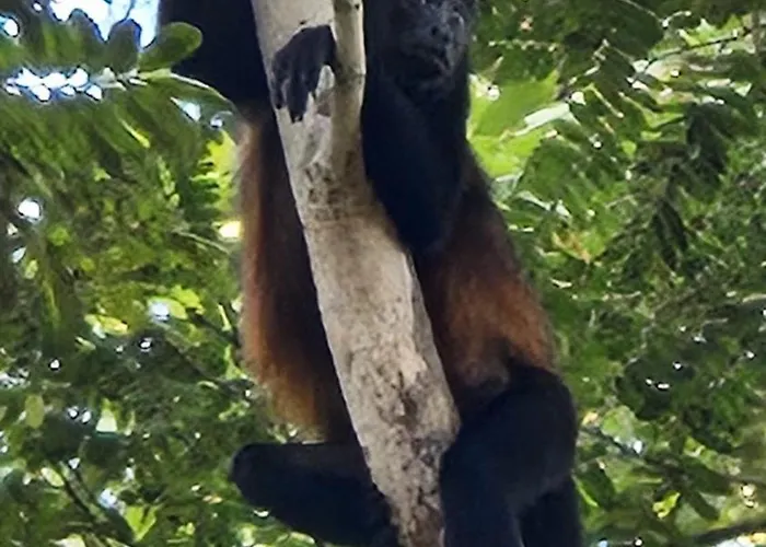 Villasjungle 2 Sámara